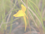 Utricularia adpressa - Blüte