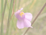 Utricularia tricolor - Blüte