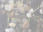 Utricularia andongensis