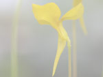 Utricularia andongensis - Blüte