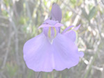 Utricularia humboldtii - Blüte