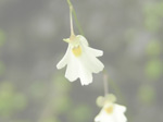 Utricularia striatula - Blüte