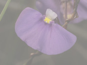Utricularia volubilis - Blüte