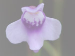Utricularia schultesii - Blüte