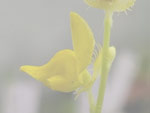 Utricularia simulans - Blüte