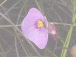 Utricularia kimberleyensis - Blüte