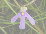 Utricularia tridactyla - Blüte