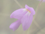 Utricularia cucullata - Blüte