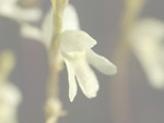 Utricularia neottioides - Blüte
