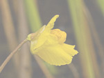 Utricularia macrorhiza - Blüte