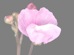Utricularia purpurea - Blüte