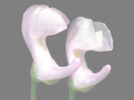 Utricularia resupinata - Blüte