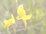 Utricularia nigrescens - Blüte