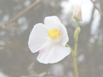 Utricularia poconensis - Blüte