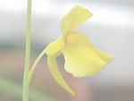 Utricularia scandens - Blüte