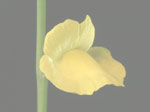 Utricularia longeciliata - Blüte