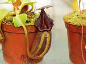 Nepenthes robcanleyi