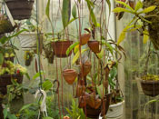 Nepenthes tenuis