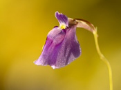 Utricularia arcuata - Blüte