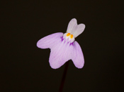 Utricularia arnhemica - Blüte