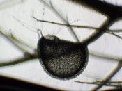 Utricularia aurea - Fangblase