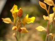 Utricularia bifida - Blüte