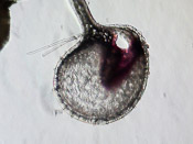 Utricularia bifida - Fangblase