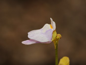 Utricularia caerulea