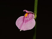 Utricularia calycifida - Blüte