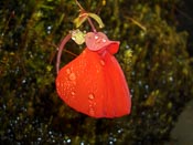 Utricularia campbelliana - Blüte