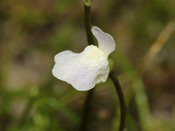 Utricularia delicatula - Blüte