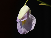 Utricularia endresii