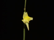 Utricularia firmula - Blüte