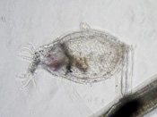 Utricularia firmula - Fangblase