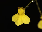 Utricularia flaccida - Blüte