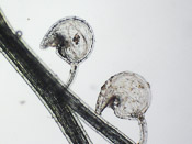 Utricularia fulva - Fangblase