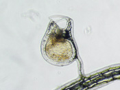 Utricularia laciniata - Fangblase