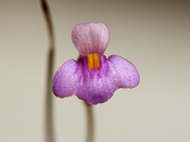 Utricularia aff. lasiocaulis - Blüte