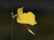 Utricularia laxa - Blüte