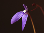 Utricularia leptoplectra 'Girraween' - Blüte