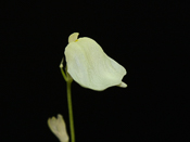 Utricularia livida 'lemon flower' - Blüte