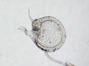Utricularia longeciliata - Fangblase