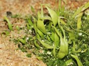 Utricularia mannii