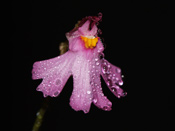 Utricularia multifida