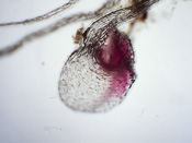 Utricularia multifida - Fangblase