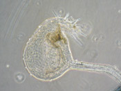 Utricularia nervosa - Fangblase