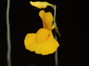Utricularia odorata