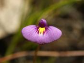Utricularia petertaylorii - Blüte