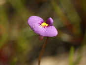 Utricularia petertaylorii