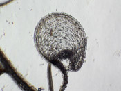 Utricularia praelonga x livida - Fangblase